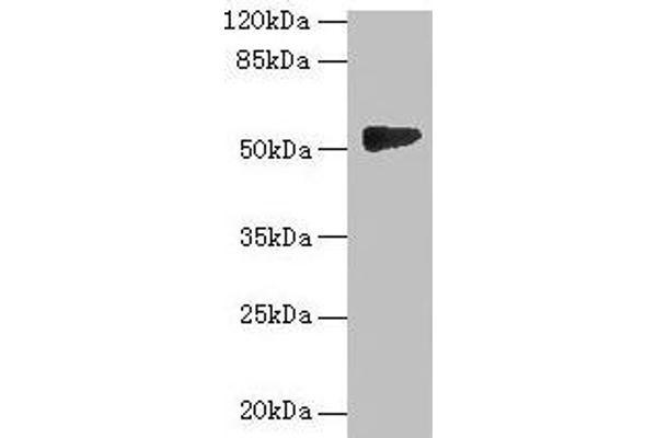 GTDC1 anticorps  (AA 1-292)
