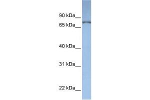 WB Suggested Anti-DPP3  Antibody Titration: 0. (DPP3 anticorps  (N-Term))