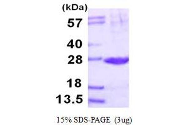 PSMB2 Protein (AA 1-201) (His tag)