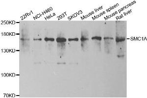 Western blot analysis of extracts of various cell lines, using SMC1A antibody. (SMC1A anticorps)