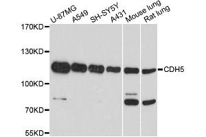 Western blot analysis of extracts of various cell lines, using CDH5 antibody. (Cadherin 5 anticorps)
