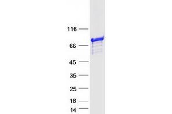 INPP5E Protein (Myc-DYKDDDDK Tag)