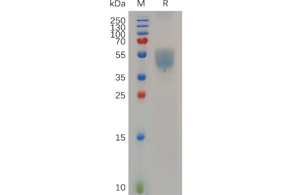 GPR75 Protein (AA 1-46) (Fc Tag)