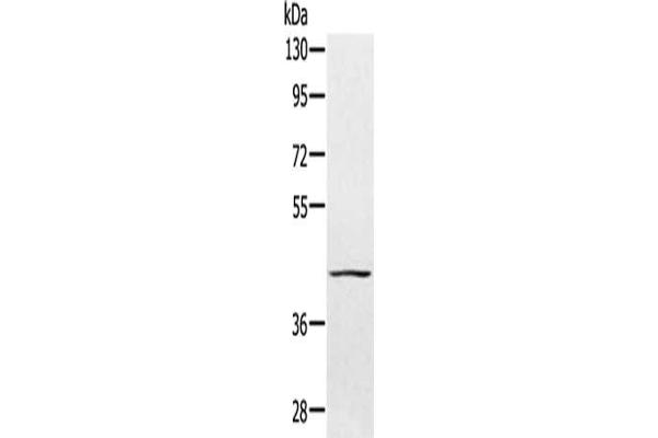PTPN7 anticorps