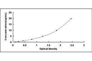 ELISA image for Transient Receptor Potential Cation Channel, Subfamily V, Member 1 (TRPV1) ELISA Kit (ABIN421443) (TRPV1 Kit ELISA)