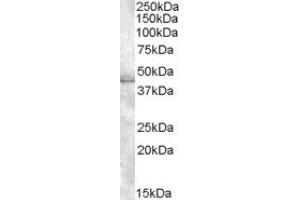 Image no. 1 for anti-Muscleblind-like Protein 1 (MBNL1) (C-Term) antibody (ABIN375072) (MBNL1 anticorps  (C-Term))