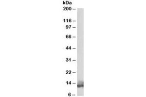 Western blot testing of human heart lysate with Phospholamban antibody at 0. (Phospholamban anticorps)