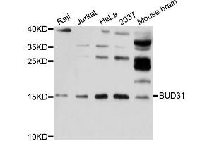 Western blot analysis of extracts of various cell lines, using BUD31 antibody. (BUD31 anticorps)