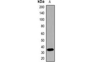 Western blot analysis of CDX2 expression in mouse brain (A) whole cell lysates. (CDX2 anticorps)
