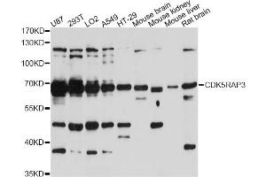 Western blot analysis of extracts of various cell lines, using CDK5RAP3 antibody. (CDK5RAP3 anticorps)