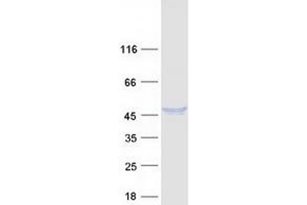 DNASE2 Protein (Myc-DYKDDDDK Tag)