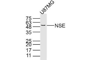 U87MG cell lysates probed with PNSE (15E2) Monoclonal Antibody, unconjugated (bsm-33072M) at 1:300 overnight at 4°C followed by a conjugated secondary antibody for 60 minutes at 37°C. (ENO2/NSE anticorps)