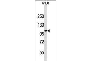 KIT Antibody (Center ) (ABIN1538499 and ABIN2850155) western blot analysis in WiDr cell line lysates (35 μg/lane). (KIT anticorps  (AA 556-585))