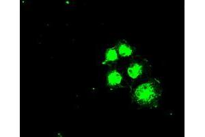 Immunofluorescence (IF) image for anti-Solute Carrier Family 2 (Facilitated Glucose/fructose Transporter), Member 5 (SLC2A5) antibody (ABIN1498476) (SLC2A5 anticorps)