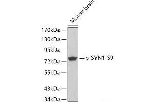 Western blot analysis of extracts from Mouse Brain tissue using Phospho-SYN1(S9) Polyclonal Antibody. (SYN1 anticorps  (pSer9))