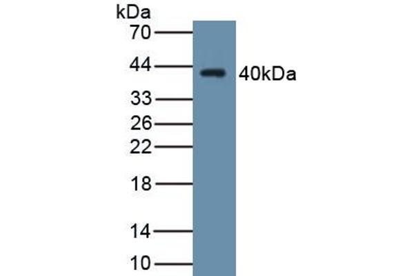 WNT4 anticorps  (AA 26-351)