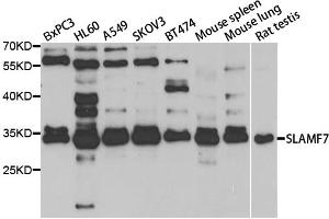 Western blot analysis of extracts of various cell lines, using SLAMF7 antibody (ABIN5973404) at 1/1000 dilution. (SLAMF7 anticorps)