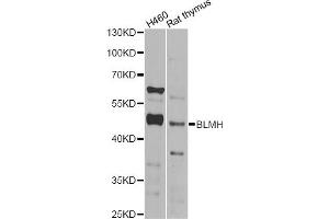 Western blot analysis of extracts of various cell lines, using BLMH Antibody (ABIN2561425) at 1:1000 dilution. (BLMH anticorps)