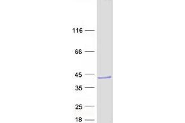 DCUN1D3 Protein (Myc-DYKDDDDK Tag)