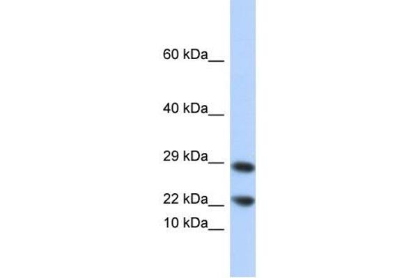 LCN8 anticorps  (N-Term)