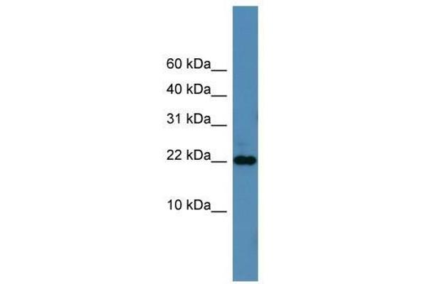 SFRS12IP1 anticorps  (N-Term)