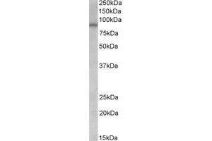 Western Blotting (WB) image for anti-Arginine Vasopressin Receptor 1A (AVPR1A) (Internal Region) antibody (ABIN2466481) (AVPR1A anticorps  (Internal Region))