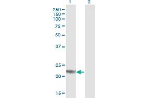 Western Blot analysis of ARL4D expression in transfected 293T cell line by ARL4D MaxPab polyclonal antibody. (ARL4D anticorps  (AA 1-201))