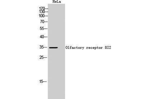 OR8I2 anticorps  (Internal Region)