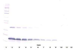 Image no. 1 for anti-Interleukin 16 (IL16) antibody (ABIN465149) (IL16 anticorps)