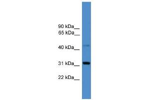 WB Suggested Anti-CD38 Antibody Titration: 0. (CD38 anticorps  (C-Term))