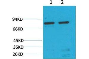 Western Blot (WB) analysis of 1)HeLa, 2) Rat LiverTissue with GRP78/Bip Mouse Monoclonal Antibody diluted at 1:2000. (GRP78 anticorps)