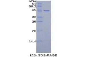 SDS-PAGE analysis of Rat PIP Protein. (PIP Protéine)