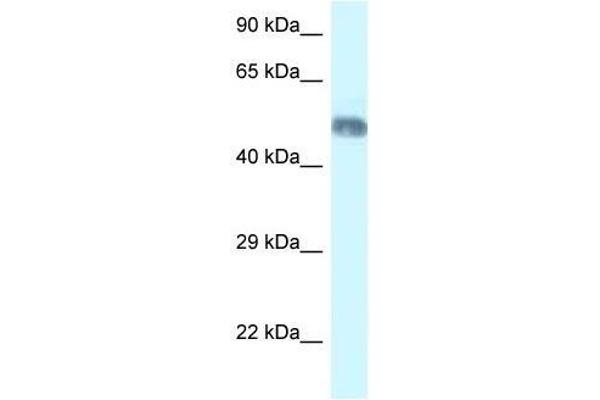 WDR8 anticorps  (N-Term)