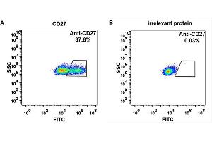 Flow Cytometry (FACS) image for anti-CD27 (Varlilumab Biosimilar) antibody (ABIN6964431)