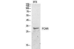 Western Blotting (WB) image for anti-Fc Fragment of IgA, Receptor For (FCAR) (Internal Region) antibody (ABIN3178914) (FCAR anticorps  (Internal Region))