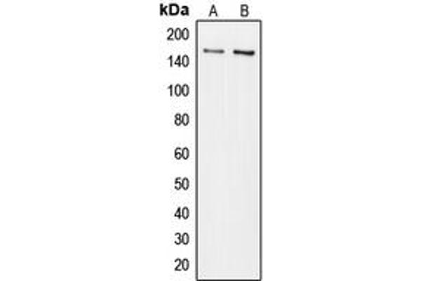 COL5A3 anticorps  (N-Term)