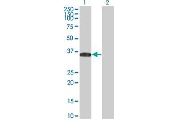 STAP1 anticorps  (AA 186-293)