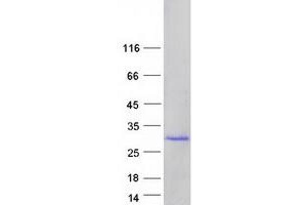 FKBP11 Protein (Transcript Variant 1) (Myc-DYKDDDDK Tag)