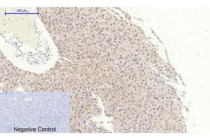 Immunohistochemical analysis of paraffin-embedded rat liver tissue. (NFKBIA anticorps  (AA 10-90))