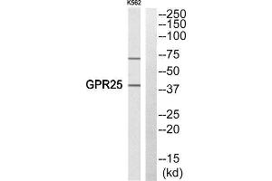 Western Blotting (WB) image for anti-G Protein-Coupled Receptor 25 (GPR25) (Internal Region) antibody (ABIN1853033) (GPR25 anticorps  (Internal Region))
