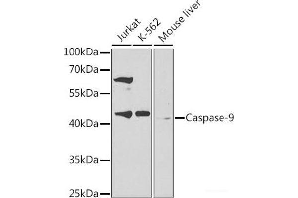 Caspase 9 anticorps