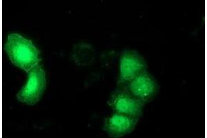 Immunofluorescence (IF) image for anti-DnaJ (Hsp40) Homolog, Subfamily B, Member 1 (DNAJB1) antibody (ABIN1498735) (DNAJB1 anticorps)