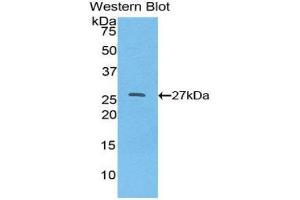 Western Blotting (WB) image for anti-Hepatocyte Nuclear Factor 4, alpha (HNF4A) (AA 131-330) antibody (ABIN1859184) (HNF4A anticorps  (AA 131-330))