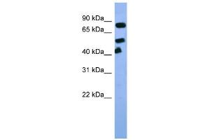 WB Suggested Anti-Arnt Antibody Titration:  0. (ARNT anticorps  (C-Term))