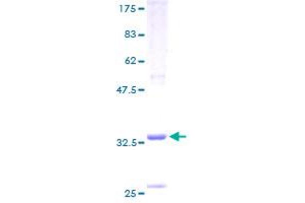 MARK4 Protein (AA 1-79) (GST tag)