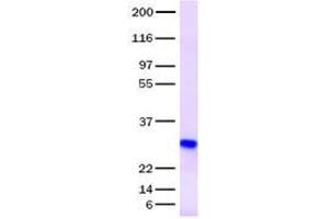 Validation with Western Blot (IGFBP6 Protéine)