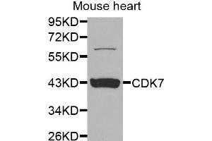 Western blot analysis of extracts of mouse heart, using CDK7 antibody. (CDK7 anticorps)
