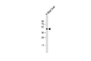 Western Blot at 1:1000 dilution + human fetal liver lysate Lysates/proteins at 20 ug per lane. (NEU2 anticorps  (N-Term))