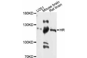 Western blot analysis of extracts of various cell lines, using HR antibody (ABIN5997924) at 1:3000 dilution. (Hairless anticorps)