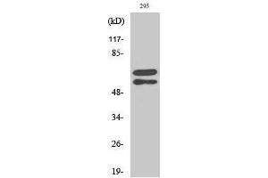 Western Blotting (WB) image for anti-V-Yes-1 Yamaguchi Sarcoma Viral Related Oncogene Homolog (LYN) (pTyr508) antibody (ABIN3179625) (LYN anticorps  (pTyr508))